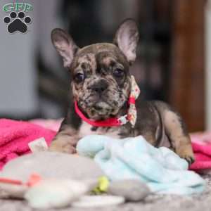 Chelsie, French Bulldog Puppy